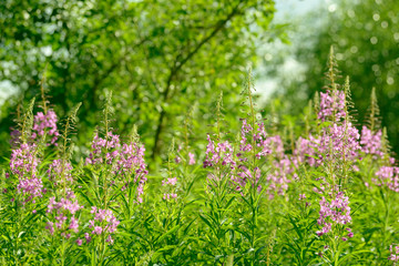 Pink flowers of fireweed (Epilobium or Chamerion angustifolium) in bloom ivan tea. Flowering willow-herb or blooming sally