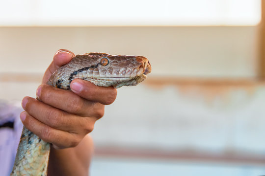 Man's hand holds head large snake Python.