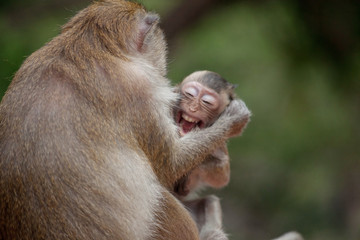 可愛いサル
