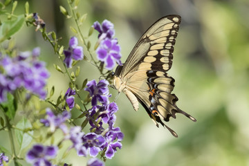 Photograph of a yellow Swallowtail Butterfly feeding from purple flowers