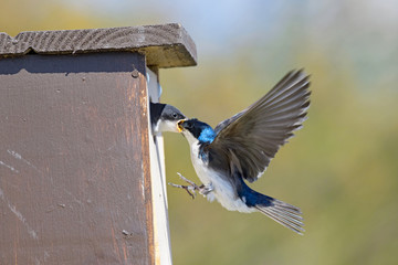 Photograph of a Blue Tree Swallow in flight feeding it's baby in the nest box.