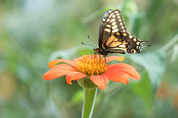 Photograph of a yellow Swallowtail butterfly feeding from a Mexican Sunflower  in the garden