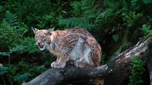 lynx sitting on branch ready to hunt