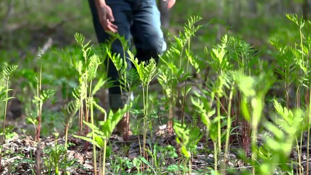 Man walking through firns and touching the ferns