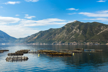 Fototapeta premium Cages for fish farming in Kotor Bay in Montenegro