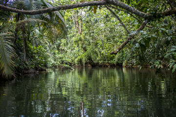 Punta Uva Canal and Jungle in Costa Rica