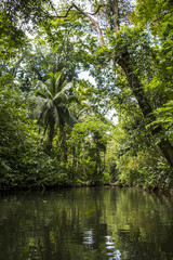 Vertical Image Waterway Canal and Jungle Trees