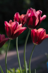 Four tulips. Abstract background.
