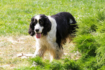 Black and white border collie in front of the fence