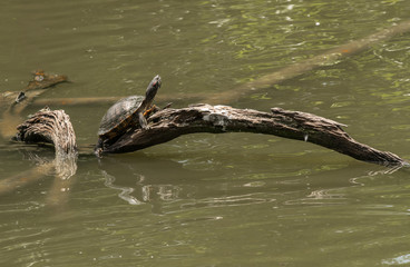 Naklejka premium relaxed turtle sunning on a bright day