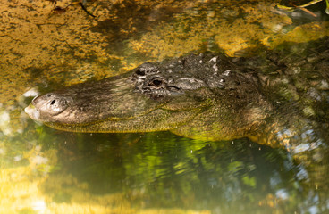 smiling alligator is sneaking closer to you