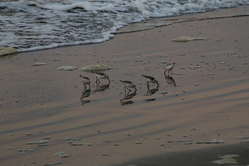 Birds at the edge of the ocean