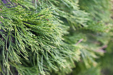 Pine Tree Needles Up Close #2