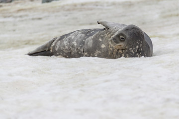 Fototapeta premium Weddell seal moving