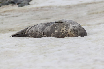 Naklejka premium Weddell seal asleep