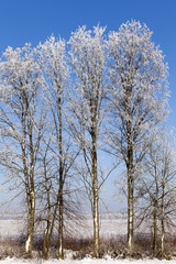 rime tree