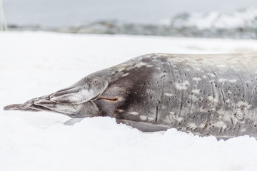 Weddell seal back flippers