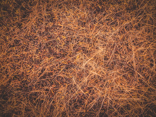 fallen leaves texture