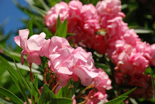 Laurier rose