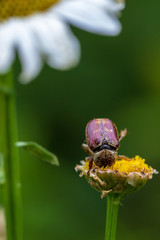 Beetle and daisy