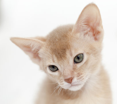 sad abyssinian kitten