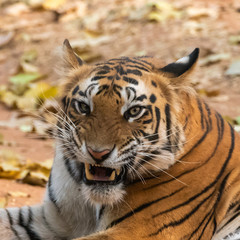 tiger  snarling ears back - close up portrait