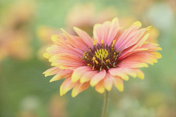 Photograph of a Ganzia daisy in the garden