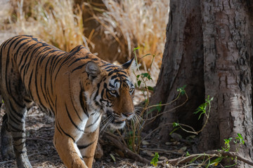 Tiger walking through jungle - forequarter view © Hans