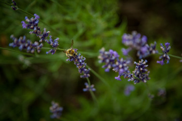 Bee with Lavender 2