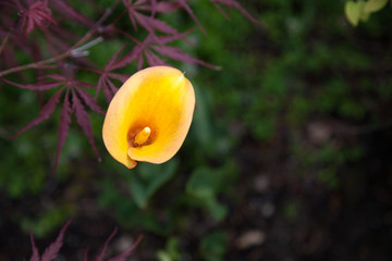 Yellow Cala Lilly