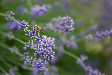 Bee with Lavender 3