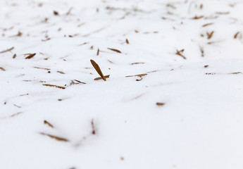 tree seeds on snow