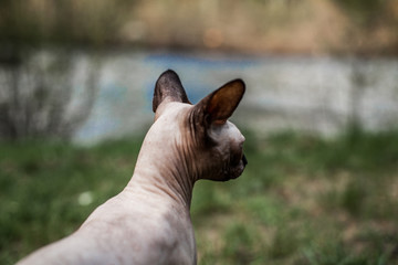Sphynx cat pictured from behind as it is exploring the wilderness