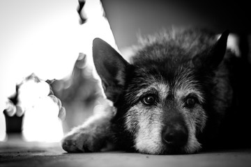Dog thinking portrait 