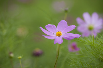 Blooming cosmos