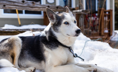 Lazy alaskan husky dog lays in the snow and enjoys the sun