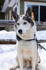 Lazy alaskan husky dog lays in the snow and enjoys the sun with his eyes semi closed