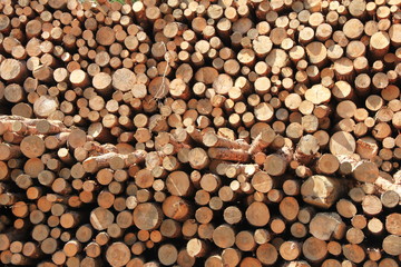 大量に積まれた材木