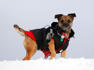Border Terrier with outdoor coat