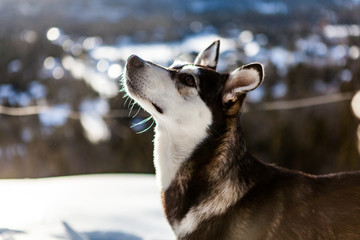 Cross breed husky is asking for a treat on the top of a mountain, with blurry village in the background