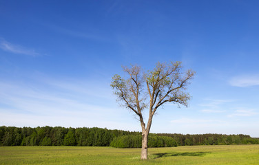 Fototapeta na wymiar landscape with a tree
