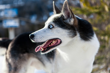 Alaskan husky dog enjoying the winter on the top of a mountain