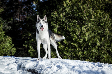 Portrait of an alaskan husky looking straight into the camera with a happy face. Picture taken in the winter with cedar trees in the background.