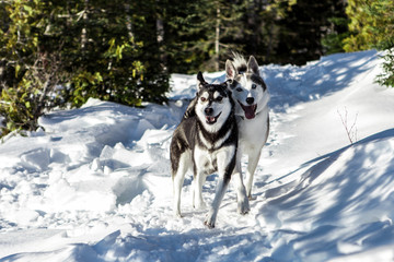 Husky couple running around both looking very happy on a sunny winter day