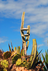 Cactus with blue Sky