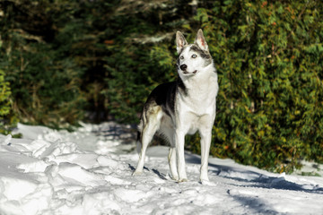 Portrait of an alaskan husky outdoor in the winter, with cedar trees in the background