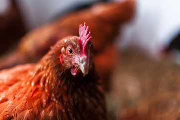 Close up of a red hen in her chicken coop, macro picture