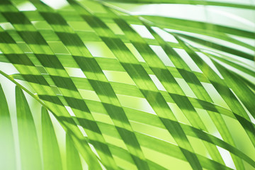 green palm leaf background and pattern, tropical jungle palm foliage and shadow.