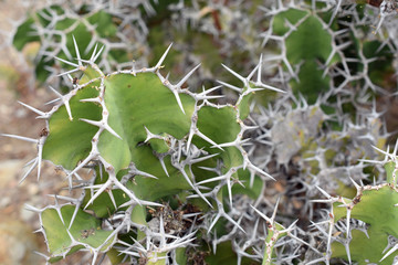 Spiky Cactus with Lots of Spikes