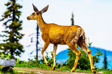 Obraz premium Black Tailed Deer in the high Alpine of Tod Mountain in the Shuswap Highlands of British Columbia, Canada